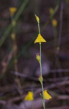 Image of Utricularia guyanensis A. DC.