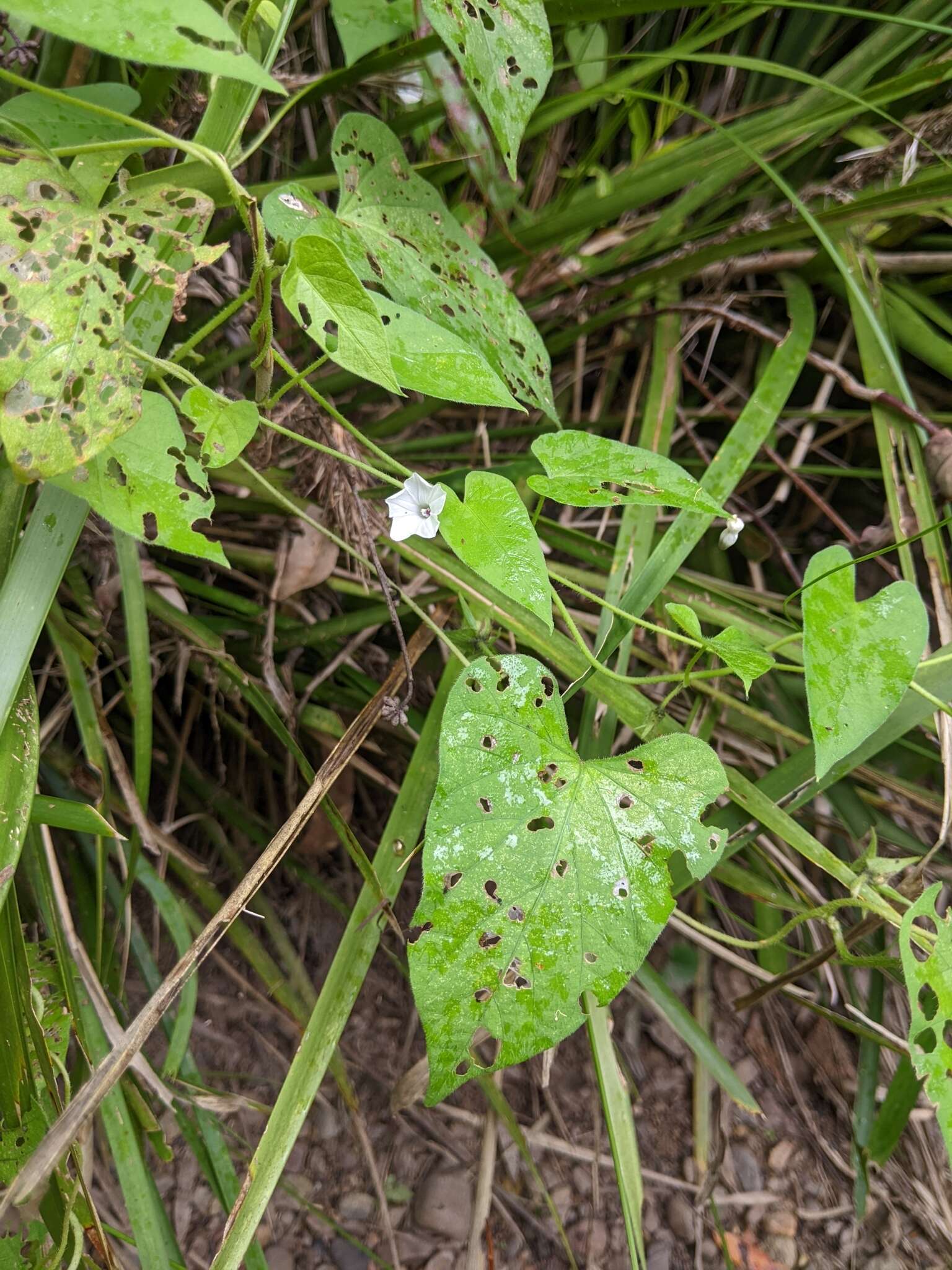 Image of Ipomoea biflora subsp. biflora