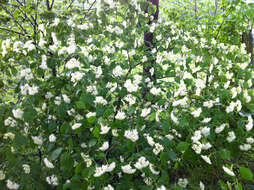 Image of alternateleaf dogwood