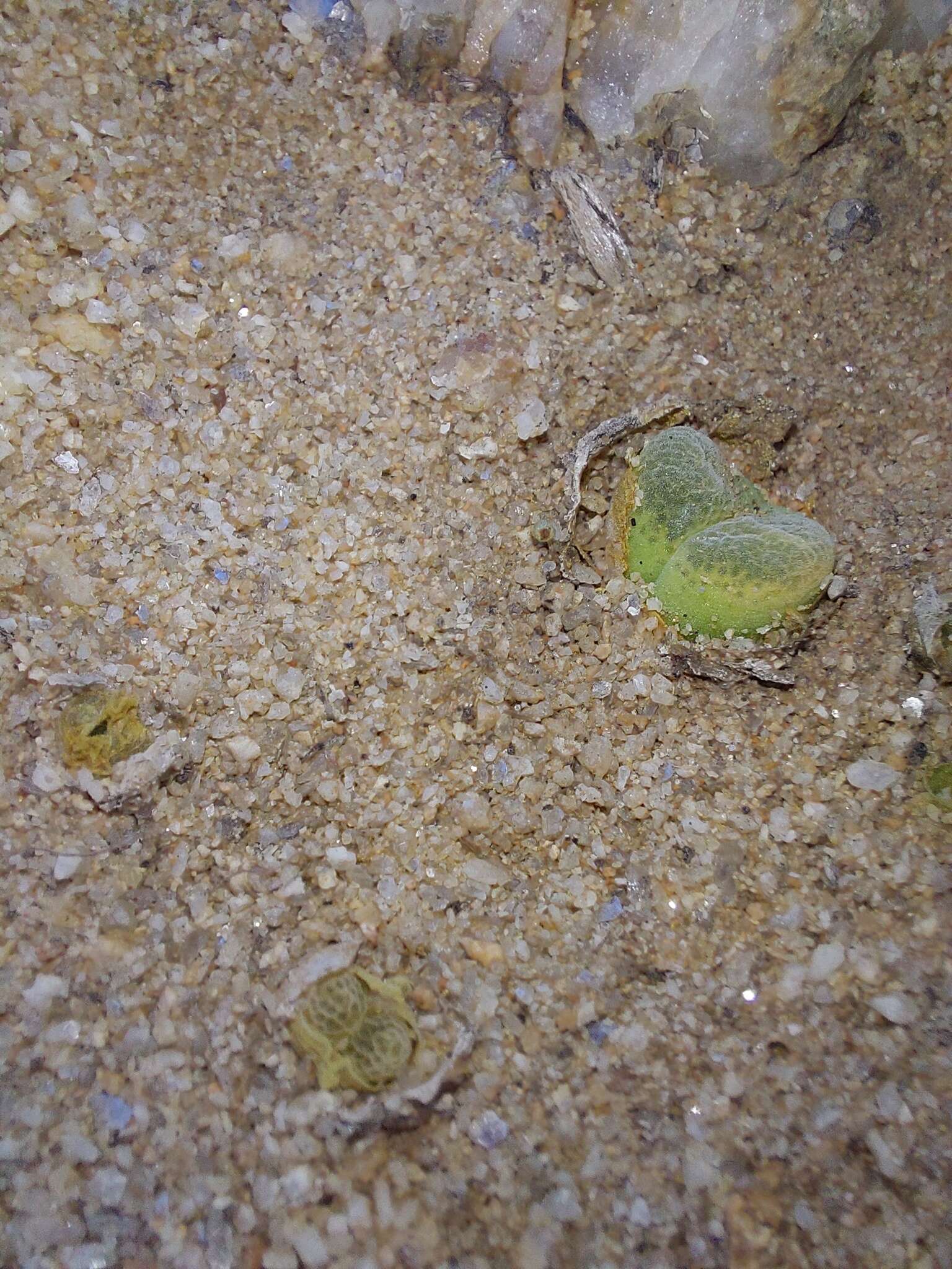 Image of Conophytum longum N. E. Br.