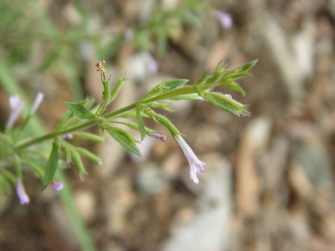 Image of oblongleaf false pennyroyal
