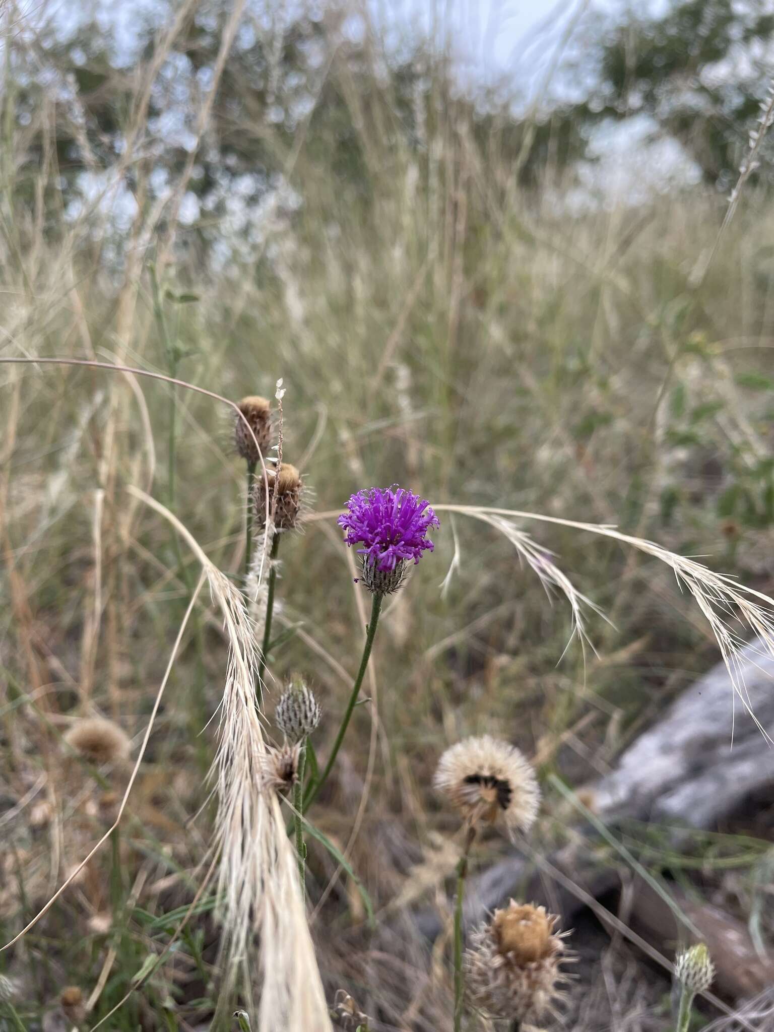 Image of Parapolydora