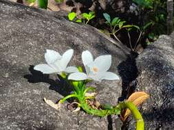 Image of Vanilla phalaenopsis Rchb. fil. ex Van Houtte