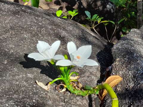 Imagem de Vanilla phalaenopsis Rchb. fil. ex Van Houtte