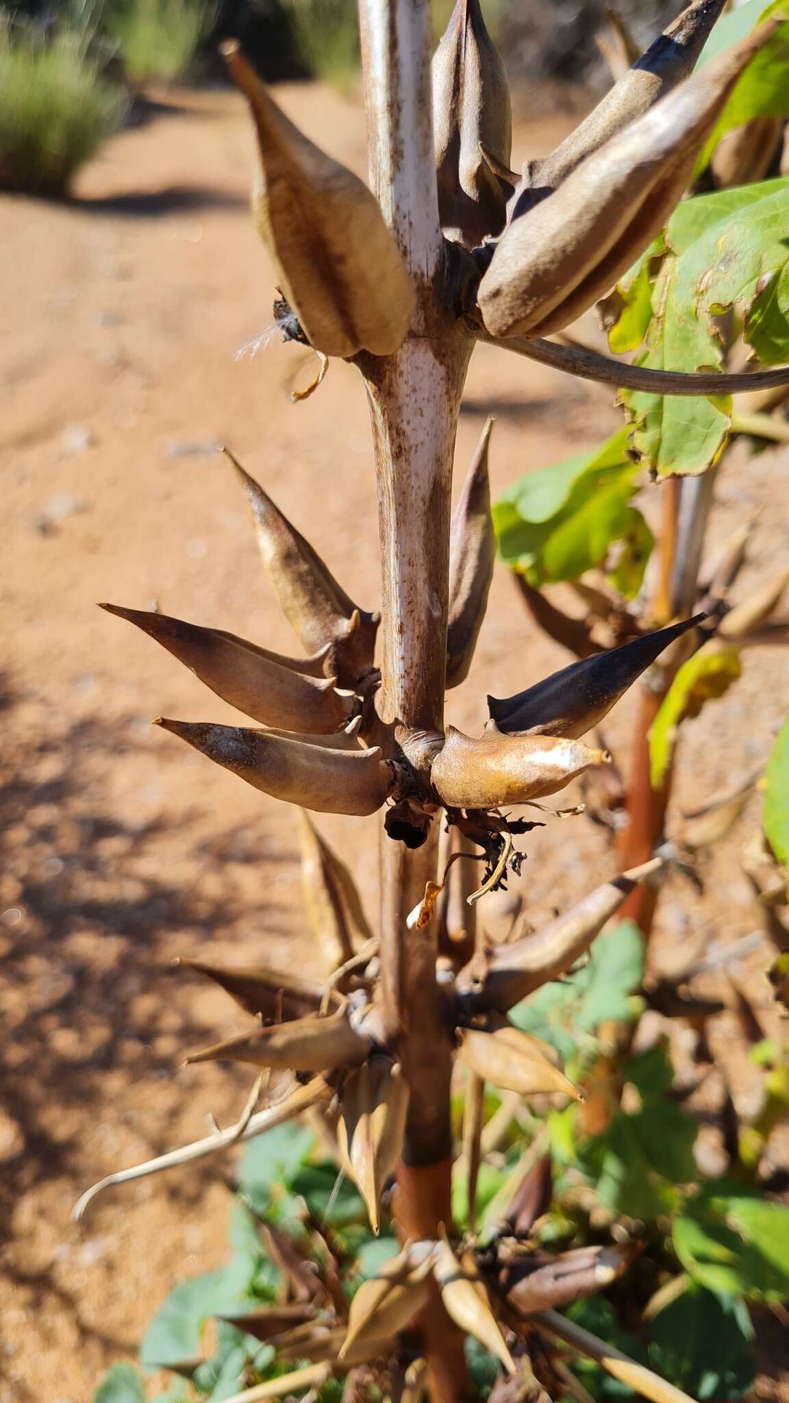 Image of Rogeria longiflora (Royen) J. Gay