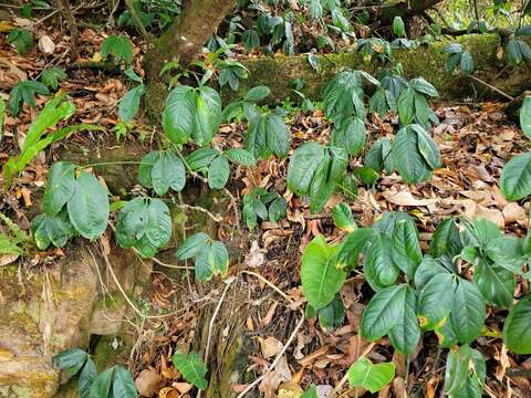 Image of Anthurium pentaphyllum var. pentaphyllum