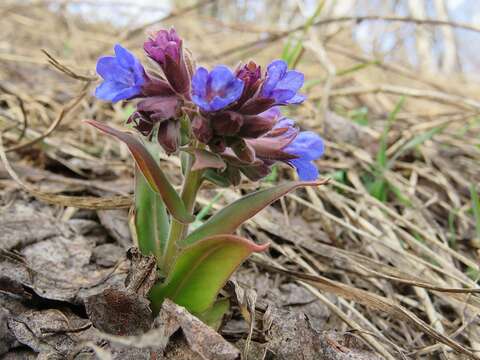 Plancia ëd Pulmonaria mollis Hornem.