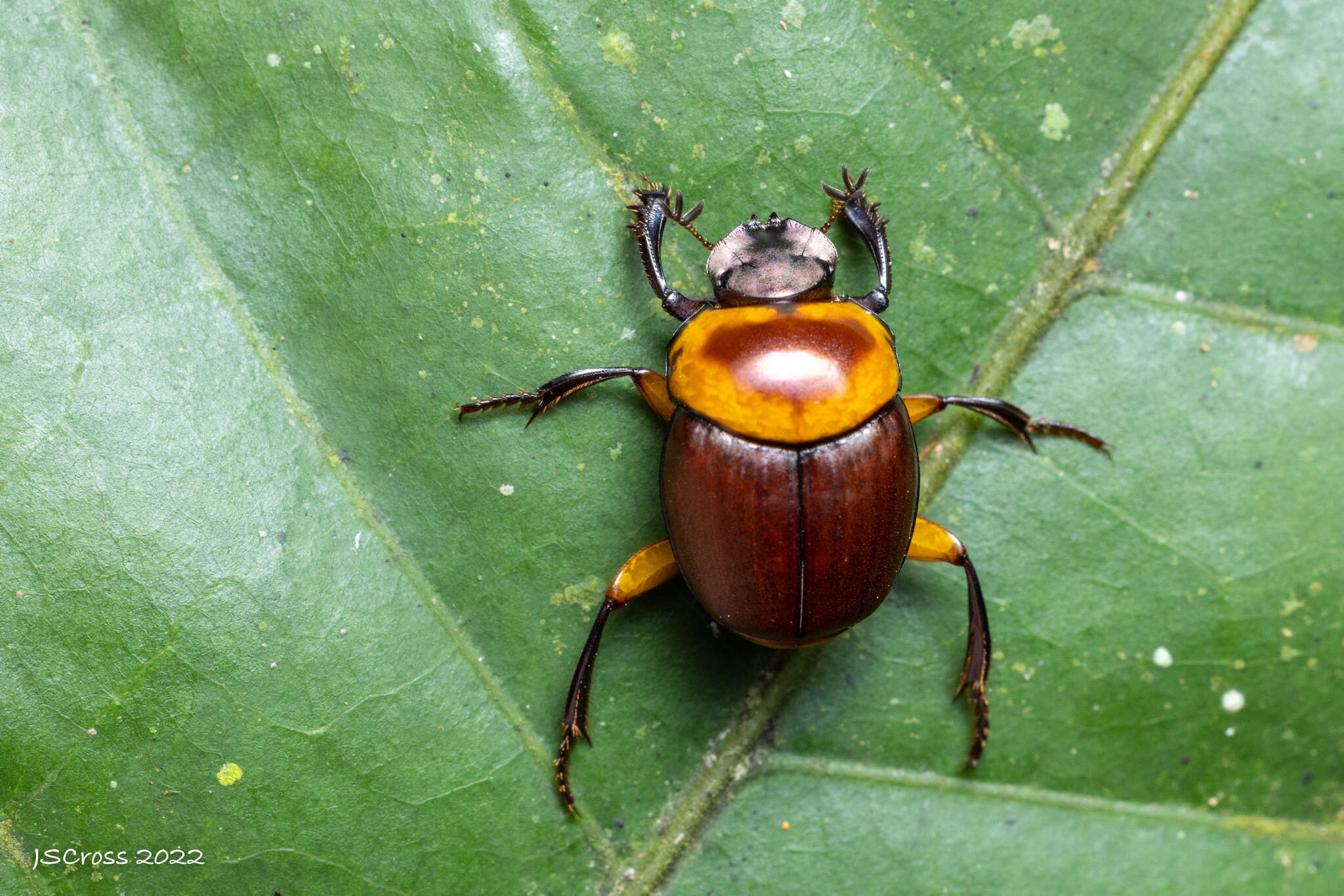 Image of Canthon (Glaphyrocanthon) luteicollis Erichson 1847