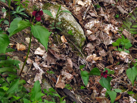 Imagem de Trillium sulcatum T. S. Patrick