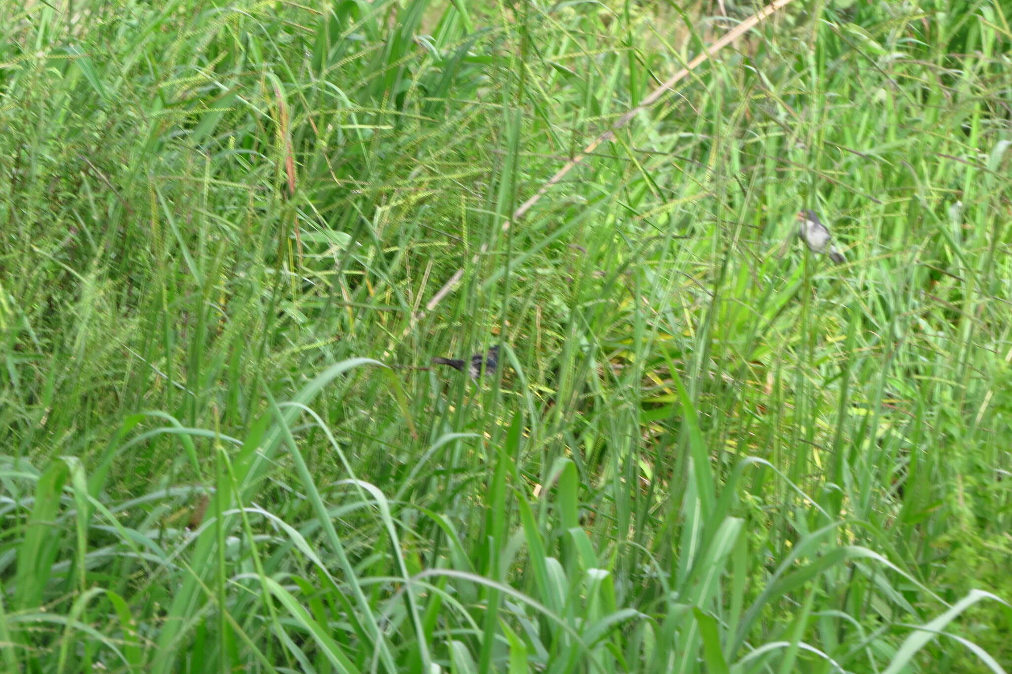 Sporophila leucoptera (Vieillot 1817) resmi