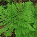 Image of Dryopteris amurensis (Milde) Christ