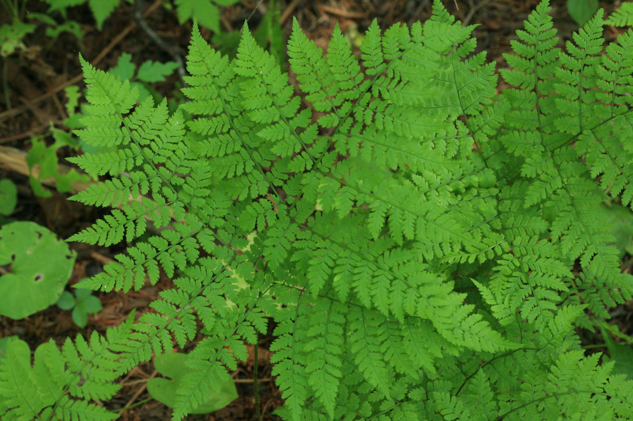 Image of Dryopteris amurensis (Milde) Christ