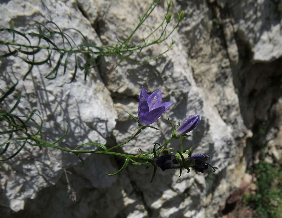 Image de Campanula crassipes Heuff.