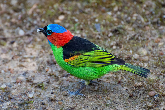 Image of <i>Tangara <i>cyanocephala</i></i> cyanocephala (Statius Müller & PL 1776)