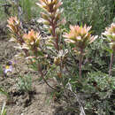 Image of <i>Castilleja <i>angustifolia</i></i> var. angustifolia