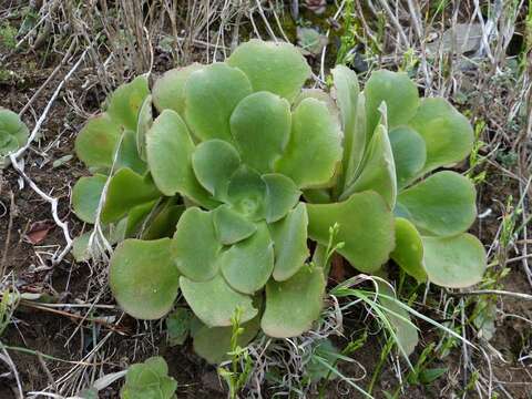 Image of Aeonium canariense subsp. canariense