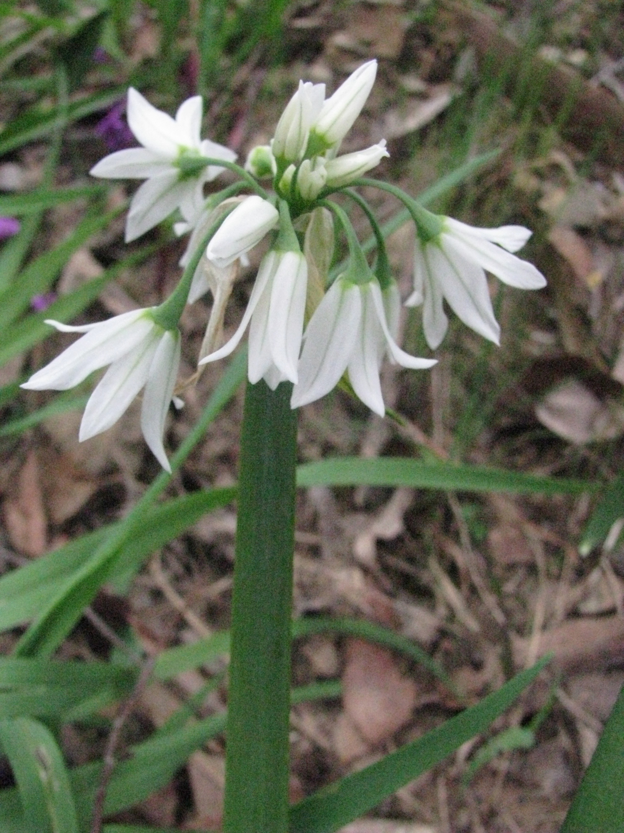 Allium triquetrum (rights holder: Arthur Chapman)