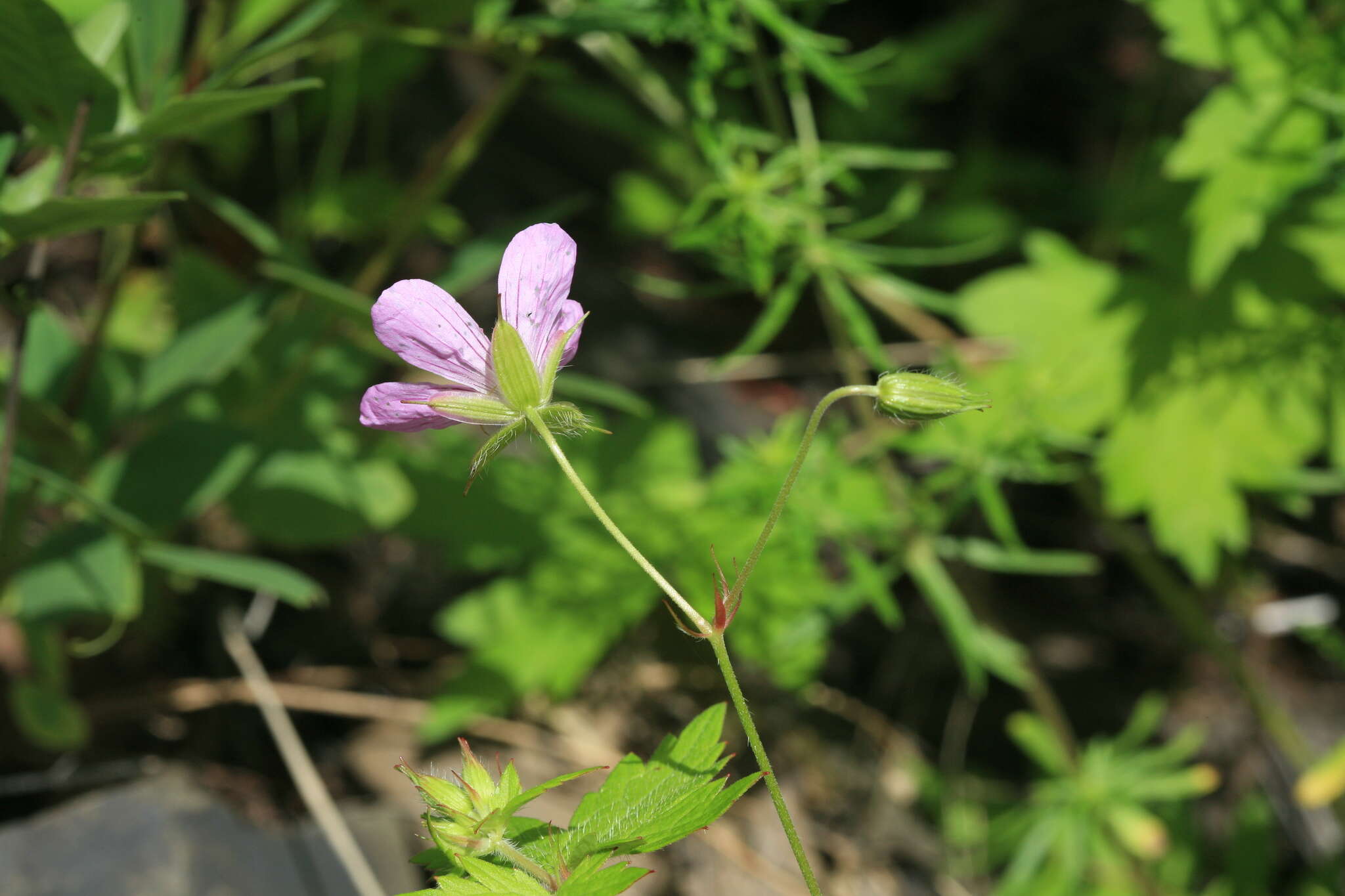 Image of Geranium maximowiczii Regel & Maack ex Regel