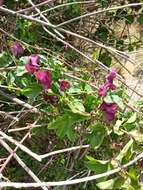 Image of Passiflora umbilicata (Griseb.) Harms