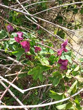 Passiflora umbilicata (Griseb.) Harms的圖片