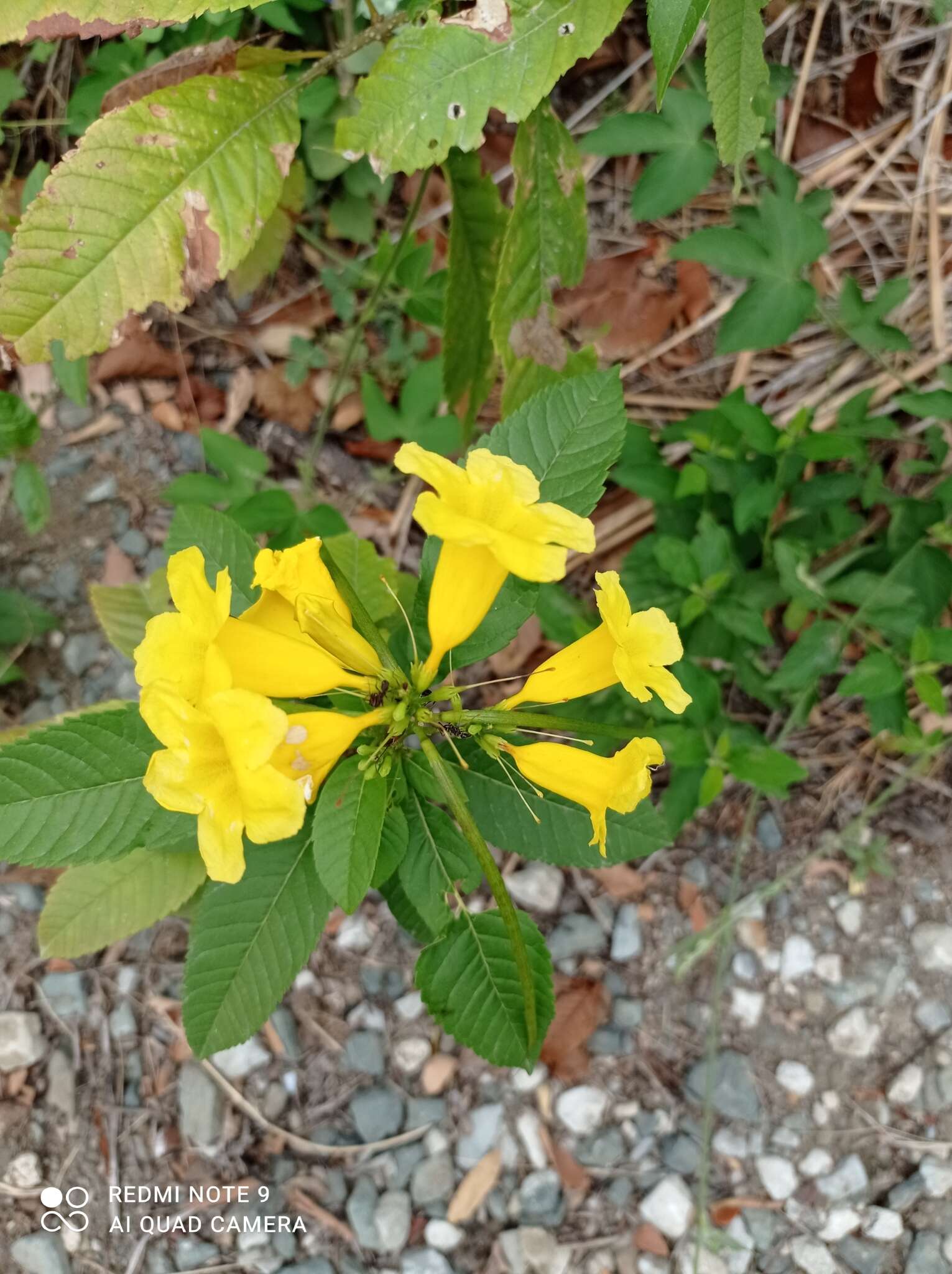 Image of chestnutleaf trumpetbush