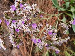 صورة Limonium algarvense Erben