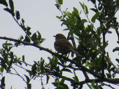 Image of Pale-breasted Spinetail