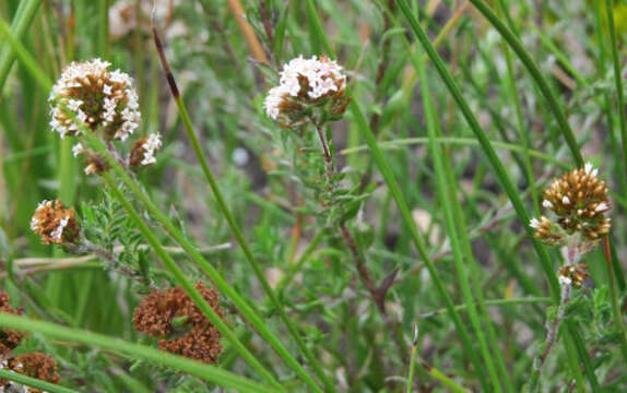 Image of Stoebe phyllostachya (DC.) Sch. Bip.