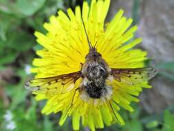 Image of Dotted bee-fly