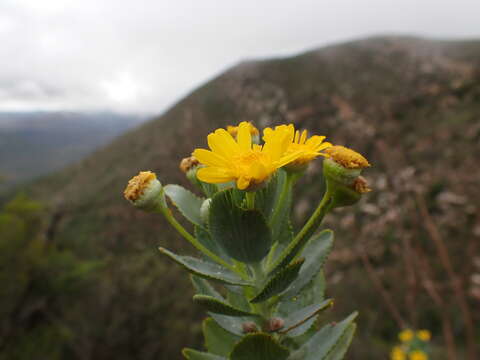 Euryops latifolius B. Nordenst. resmi