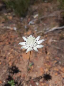 Imagem de Actinotus leucocephalus Benth.