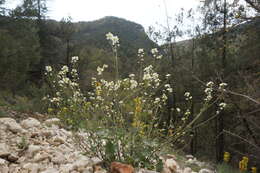 Image of Sobolewskia sibirica (Willd.) P. W. Ball
