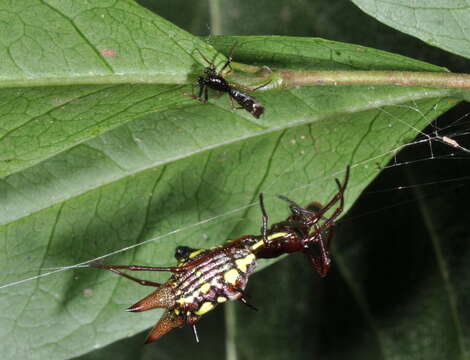 Image of Micrathena spinosa (Linnaeus 1758)