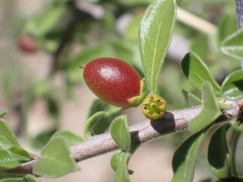 Image of Correll's snakewood