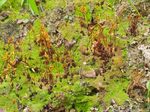 Image of Pennsylvania pogonatum moss