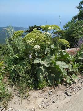 Image of Heracleum stevenii Manden.