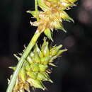 Image of Carex mairei Coss. & Germ.