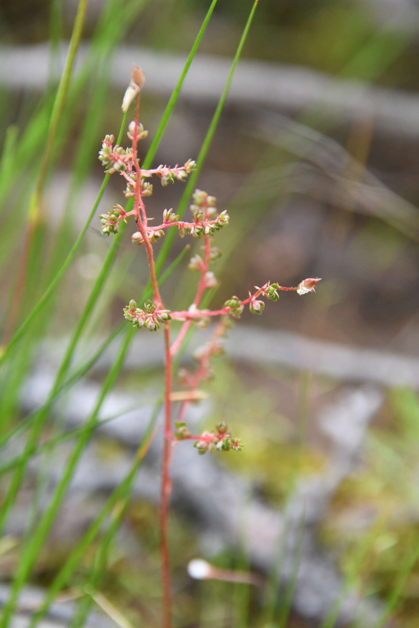 Micranthes foliolosa (R. Br.) Gornall resmi