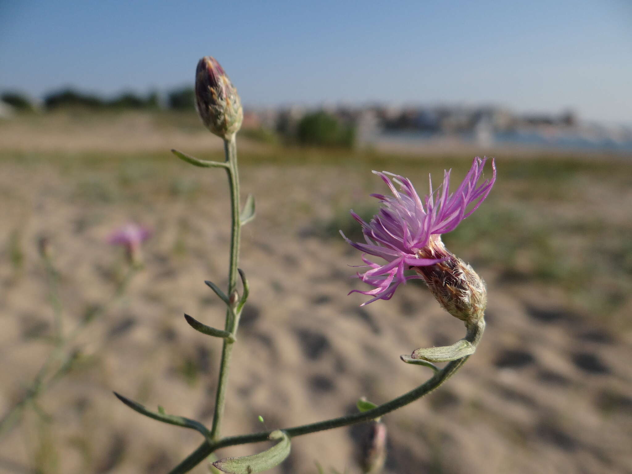 Image of Centaurea arenaria Bieb. ex Willd.