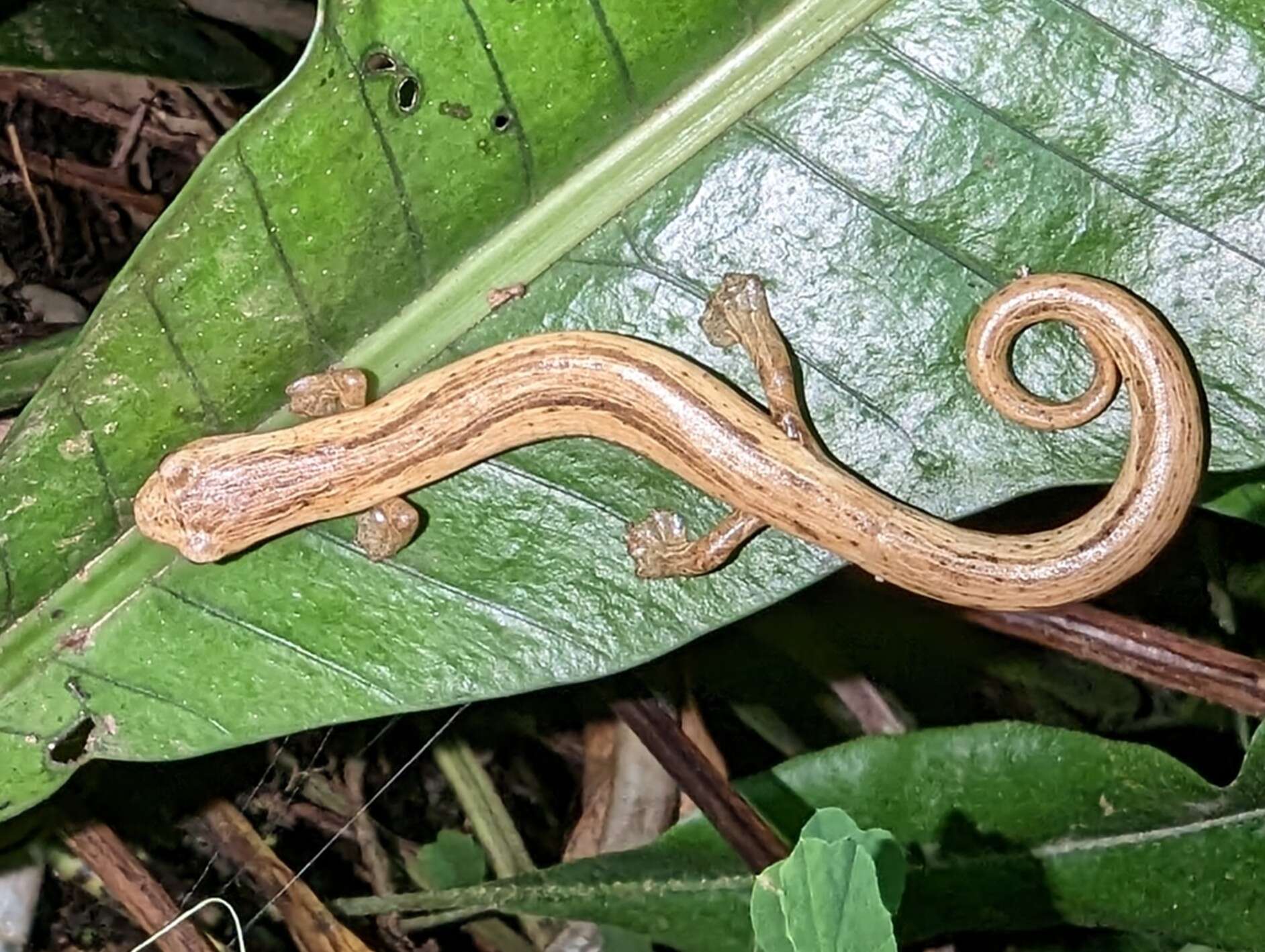 Image of Cukra Climbing Salamander