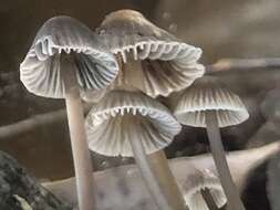 Sivun Mycena albidofusca Cleland 1933 kuva