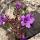 Phacelia pulchella var. gooddingii (Brand) J. T. Howell resmi