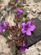 Phacelia pulchella var. gooddingii (Brand) J. T. Howell resmi