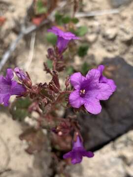 Phacelia pulchella var. gooddingii (Brand) J. T. Howell resmi