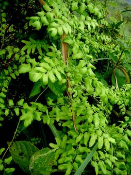 Image of small-leaf climbing fern