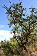 Image of Spiny-leaved monkey-orange