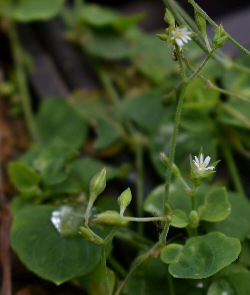 Image de Drymaria cordata subsp. cordata