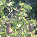 Image of Tooth-billed Wren