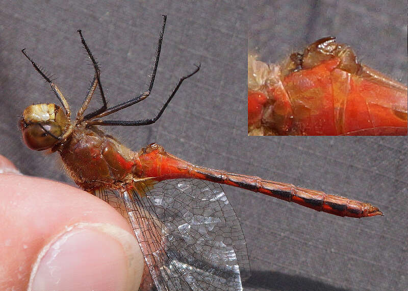 Image of Ruby Meadowhawk