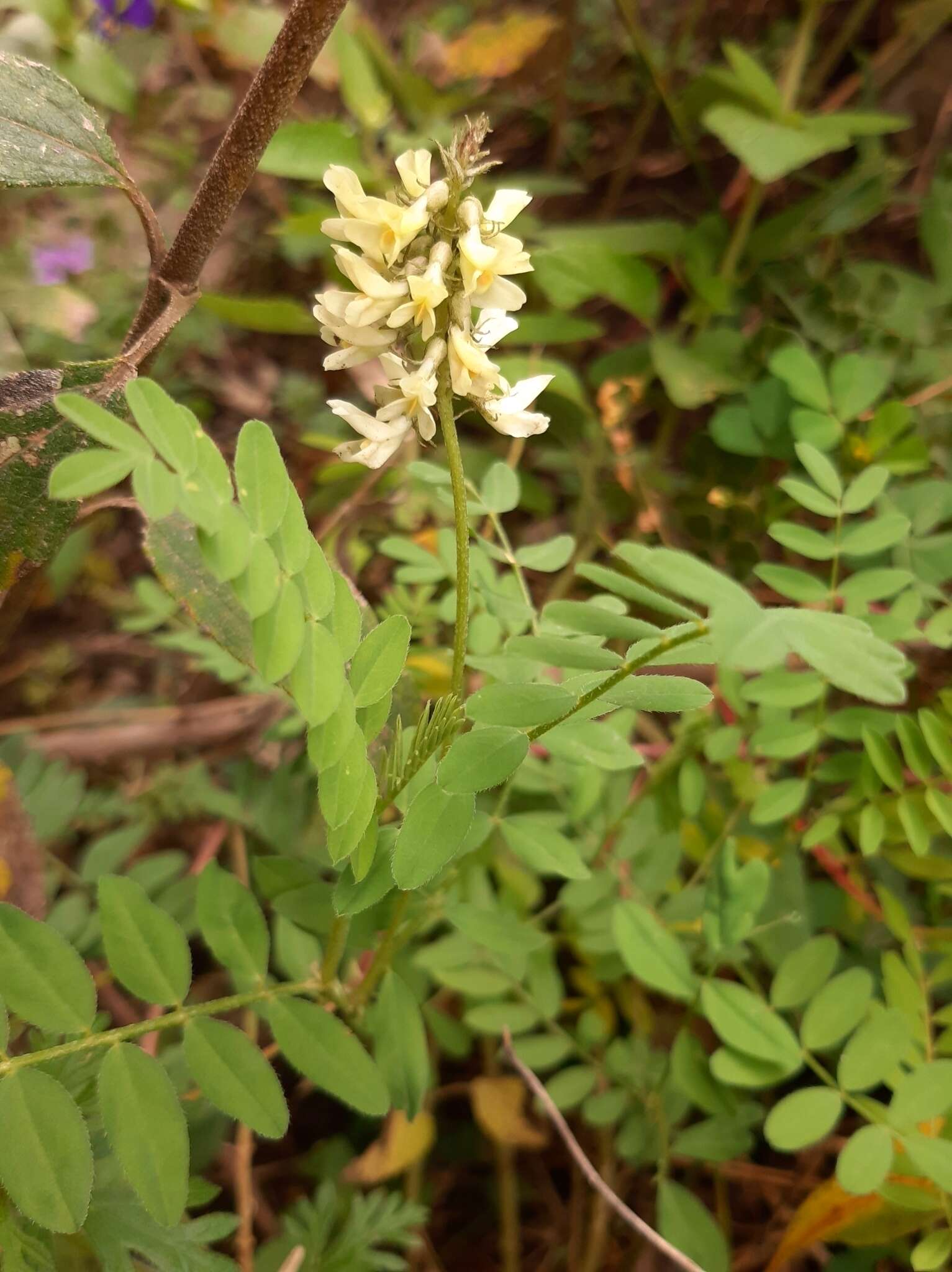 Image of Astragalus guatemalensis Hemsl.